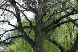 bellissimo alberi e impianti a campagna di Inghilterra UK foto