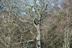 bellissimo alberi e impianti a campagna di Inghilterra UK foto