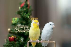 minuscolo pappagallo parrocchetto bianca e bianca forpus uccello Pacifico pappagallo riposo su ramo vicino Natale albero foto