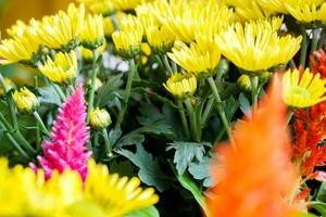 colorato fiori nel il piccolo giardino per mostrare nel musica e inverno fiori Festival., lampang Tailandia. foto