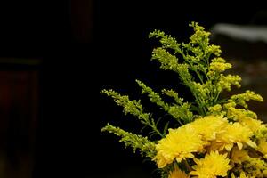 avvicinamento e Ritaglia crisantemo fiori e decorare verde felci isolato su nero e sfocato sfondo. foto