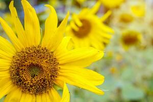 avvicinamento di girasole su sfocato campo fiori con sole bagliore sfondo. foto