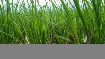distesa di verde riso i campi foto
