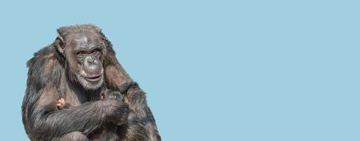 banner con un ritratto di madre scimpanzé con il suo bambino carino, primo piano, dettagli con spazio di copia e sfondo solido del cielo blu. concetto di biodiversità, cura degli animali, maternità e conservazione della fauna selvatica. foto