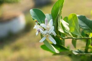 Limone fiore su albero. foto