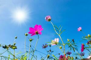 sotto il cosmo fiore con blu cielo. foto