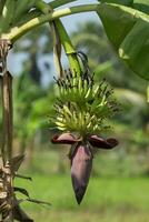 verde banane sospeso su albero. foto