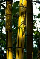 vicino su giallo bambù alberi. foto