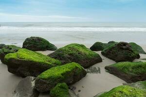 verde alghe su rocce a il spiaggia. foto