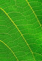 struttura di verde le foglie sfondo. foto