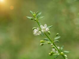 bianca fiore erba di macao tè. foto