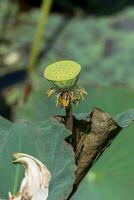 seme di loto fiore nel il natura. foto