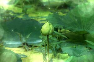 verde loto fiore fioritura nel il natura. foto
