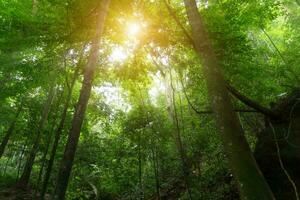 verde foresta nel il estate. foto