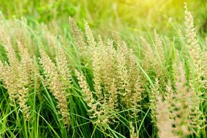 erba fiore sfondo nel natura. foto