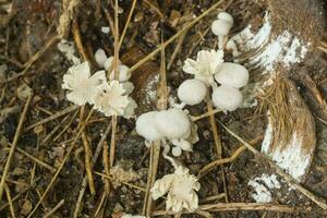 un' gruppo di velenoso funghi foto