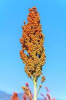 sorgo nel campo. foto