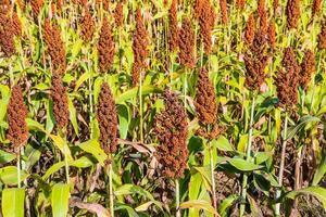 sorgo nel campo. foto