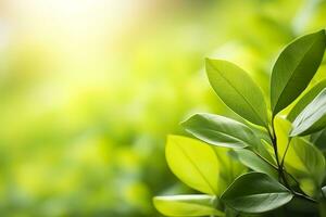 ai generato natura di verde foglia nel un' giardino nel estate sotto luce del sole. primavera sfondo. ai generato foto