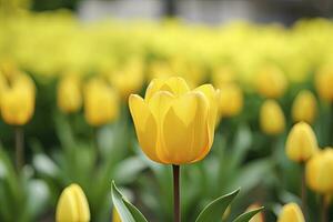 ai generato giallo tulipano nel il giardino. ai generato foto