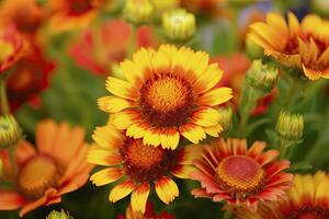 ai generato gaillardia o coperta fiore. luminosa e colorato occhiali da sole di caldo toni. ai generato foto