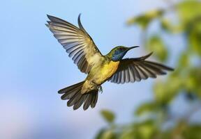 ai generato oliva sostenuto uccello solare, giallo panciuto sunbird volante nel il luminosa cielo. generativo ai foto