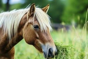 ai generato Marrone cavallo con biondo capelli mangia erba su un' verde prato dettaglio a partire dal il testa. ai generato foto