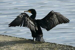 un' cormorano allungamento suo Ali nel il luce del sole foto