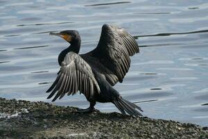 un' cormorano allungamento suo Ali nel il luce del sole foto