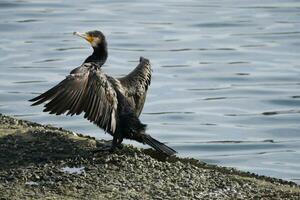 un' cormorano allungamento suo Ali nel il luce del sole foto