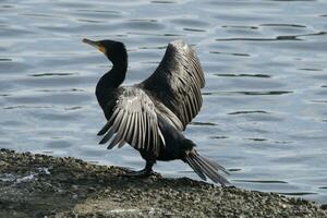 un' cormorano allungamento suo Ali nel il luce del sole foto