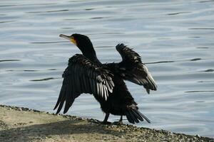 un' cormorano allungamento suo Ali nel il luce del sole foto