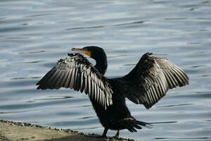 un' cormorano allungamento suo Ali nel il luce del sole foto