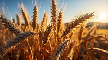 ai generato Grano campo a luce del sole foto