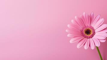 ai generato rosa gerbera fiore su un' rosa sfondo foto