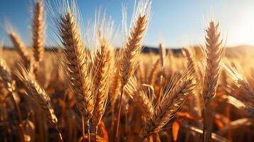 ai generato Grano campo a luce del sole foto