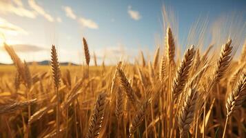 ai generato Grano campo a luce del sole foto