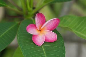 rosa frangipani fiore su il verde foglia. foto