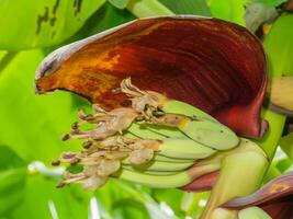 vicino su Immagine di Banana fiore su il albero. foto