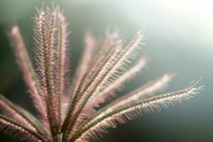 vicino su di fiore erba con luce. foto