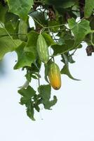 edera zucca frutta con le foglie. foto