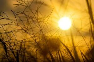 fiore erba e luce del sole. foto