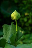 verde loto fiore con luce. foto