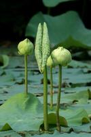 verde loto fiore. - magnolia loto, album plenum. foto