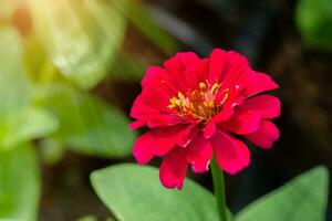 zinnia fiore nel giardino foto