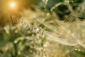 ragno ragnatela su fiore erba e far cadere rugiada con luce del sole. foto