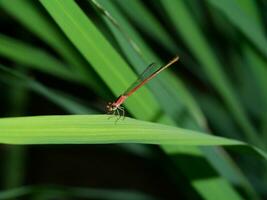 libellula - calicnemia eritromela foto