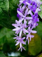 petrea fiori su il albero. foto