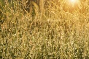 fiore erba e far cadere rugiada con luce del sole. non focalizzato Immagine. foto