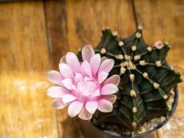 vicino su rosa cactus fiore con sfocatura sfondo. foto